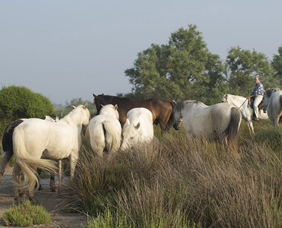 Mas de Frigoulès : élevage de chevaux à Saintes-Maries-de-la-Mer - Camargue | PACA